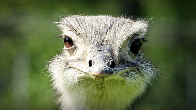 Closeup head shot of an ostrich looking straight into the camera.